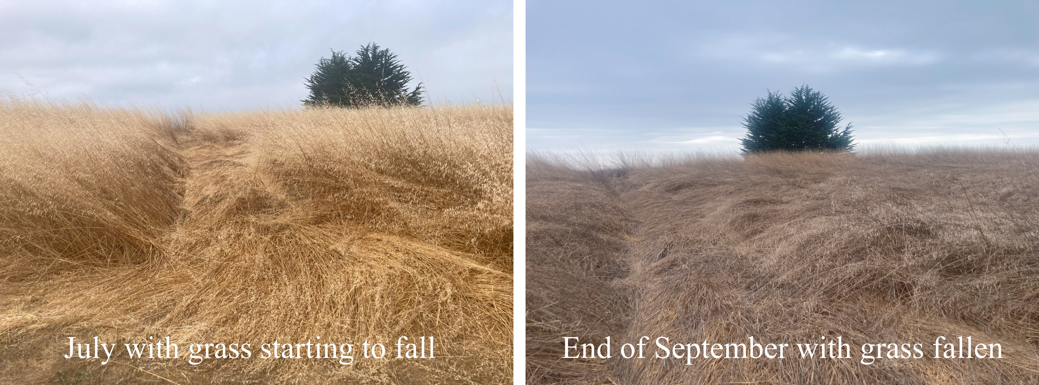 two views of the same patch of grass along the Ridge Trail: standing in July and laying down in September